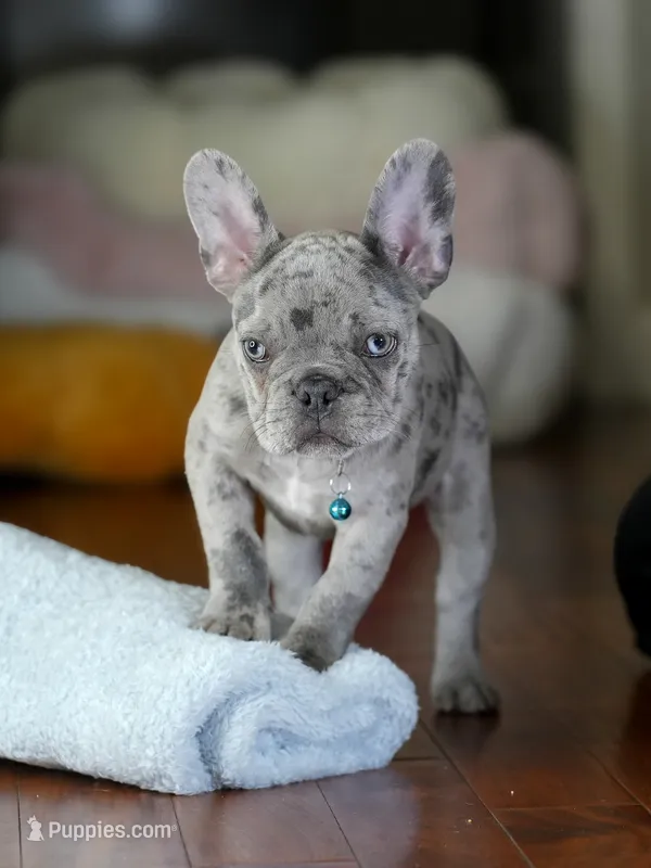 Alphie  - Male Merle  – French Bulldog puppy for sale in Atlanta, GA