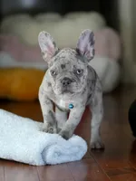 Alphie  - Male Merle , a male French Bulldog for sale in Atlanta, GA – 1 of 6