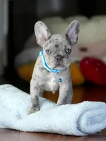 Alphie  - Male Merle , a male French Bulldog for sale in Atlanta, GA – 3 of 6