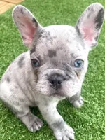 Oliver, a male French Bulldog for sale in Atlanta, GA – 3 of 5