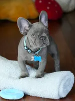 Sly , a male French Bulldog for sale in Atlanta, GA – 5 of 7