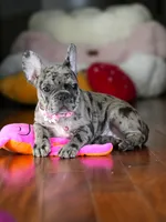 Suki - Lilac/Chocolate , a female French Bulldog for sale in Atlanta, GA – 2 of 5