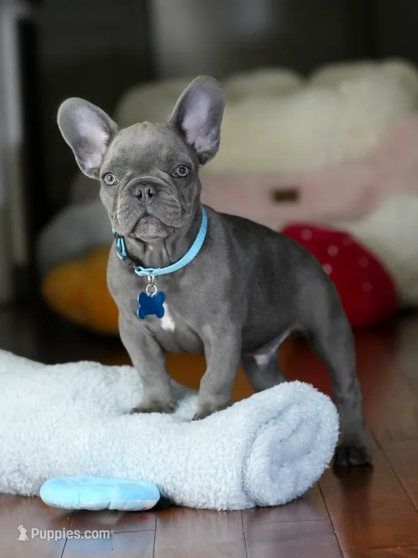 Sly  – French Bulldog puppy for sale in Atlanta, GA