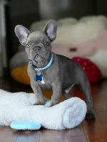 Sly , a male French Bulldog for sale in Atlanta, GA – 1 of 7