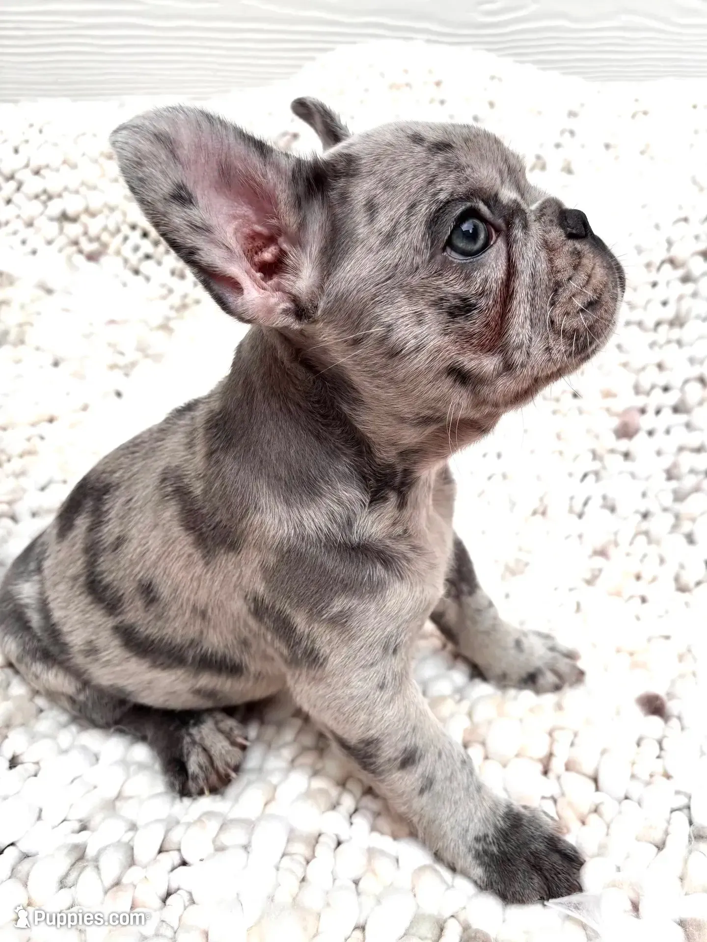 Bentley, a male French Bulldog for sale in Atlanta, GA – 2 of 4