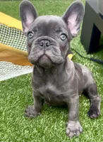 Victoria , a female French Bulldog for sale in Atlanta, GA – 5 of 6