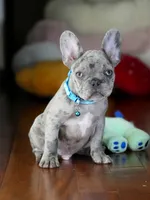 Alphie  - Male Merle , a male French Bulldog for sale in Atlanta, GA – 5 of 6