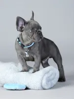 Sly , a male French Bulldog for sale in Atlanta, GA – 2 of 7