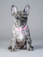 Suki - Lilac/Chocolate , a female French Bulldog for sale in Atlanta, GA – 4 of 5
