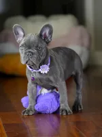 Sylvia - Blue/Lilac , a female French Bulldog for sale in Atlanta, GA – 5 of 7