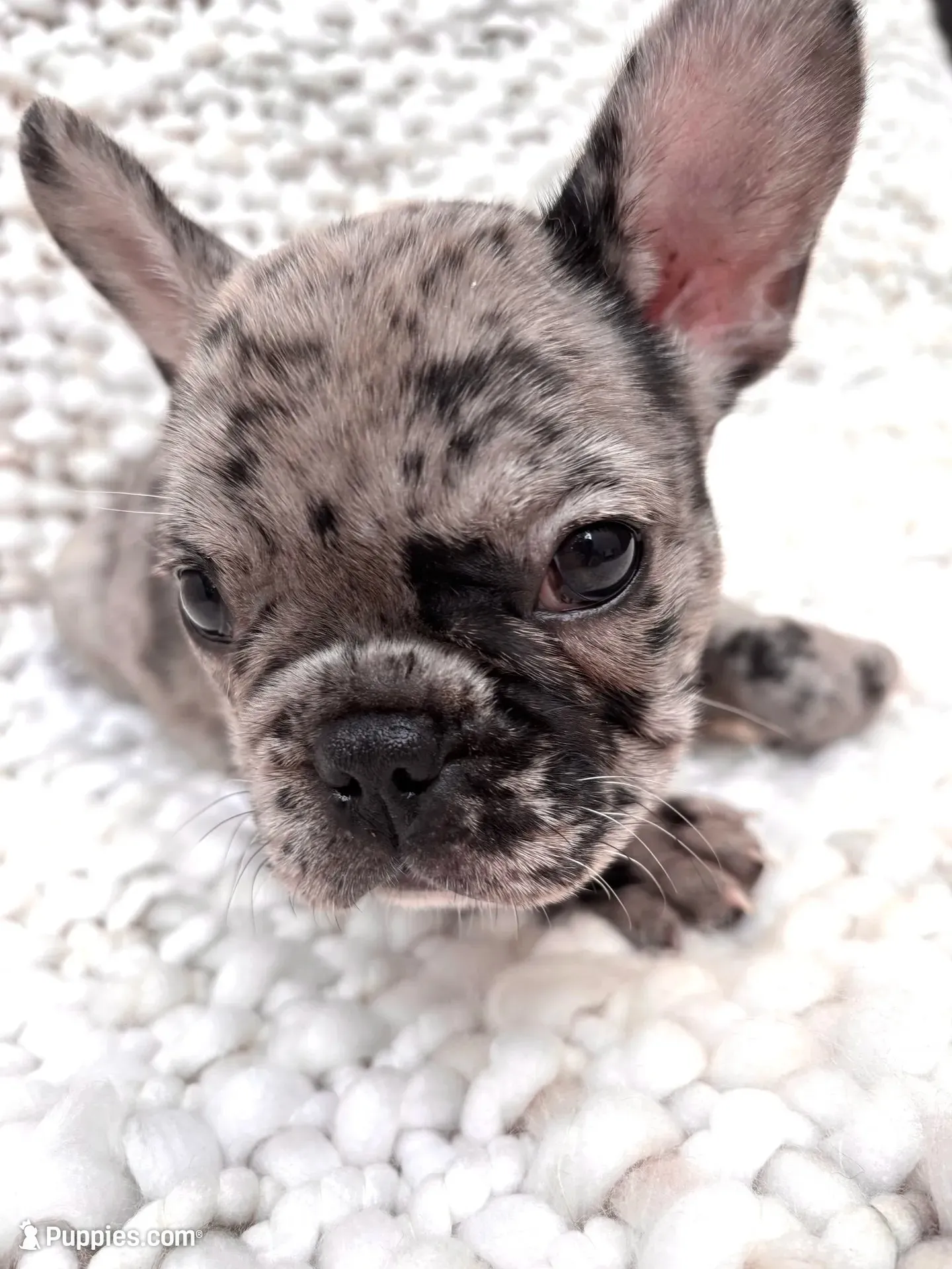Zephyrine, a female French Bulldog for sale in Atlanta, GA – 4 of 7