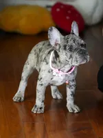Suki - Lilac/Chocolate , a female French Bulldog for sale in Atlanta, GA – 3 of 5