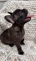 Biggie Smalls, a male French Bulldog for sale in Atlanta, GA – 4 of 4