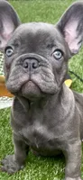 Victoria , a female French Bulldog for sale in Atlanta, GA – 4 of 6