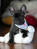 Biggie - Lovable Brindle, a male French Bulldog for sale in Atlanta, GA – 3 of 5