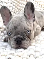 Alphie  - Male Merle , a male French Bulldog for sale in Atlanta, GA – 6 of 6