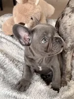 Sly , a male French Bulldog for sale in Atlanta, GA – 7 of 7