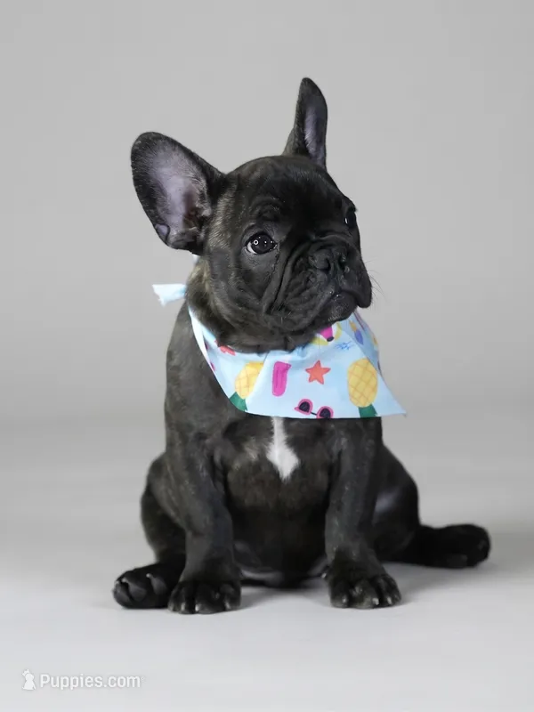 Biggie - Lovable Brindle – French Bulldog puppy for sale in Atlanta, GA