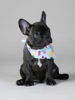 Biggie - Lovable Brindle, a male French Bulldog for sale in Atlanta, GA – 1 of 5
