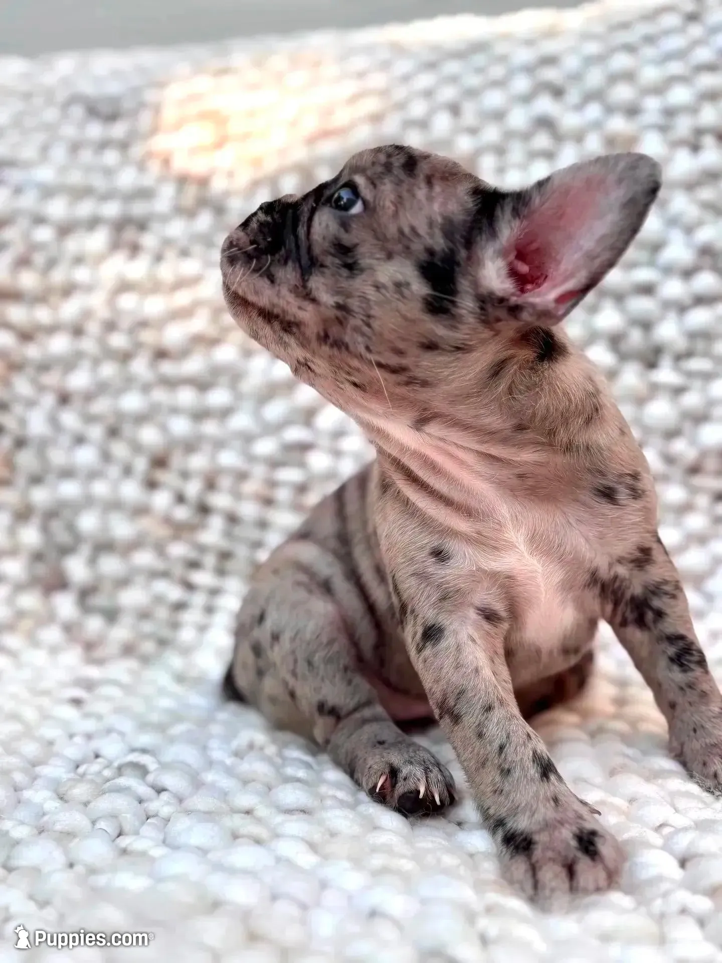 Zephyrine, a female French Bulldog for sale in Atlanta, GA – 2 of 7