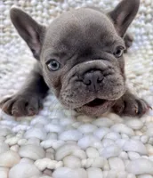 Victoria , a female French Bulldog for sale in Atlanta, GA – 3 of 5