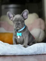 Sly , a male French Bulldog for sale in Atlanta, GA – 4 of 7