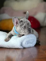 Alphie  - Male Merle , a male French Bulldog for sale in Atlanta, GA – 2 of 6
