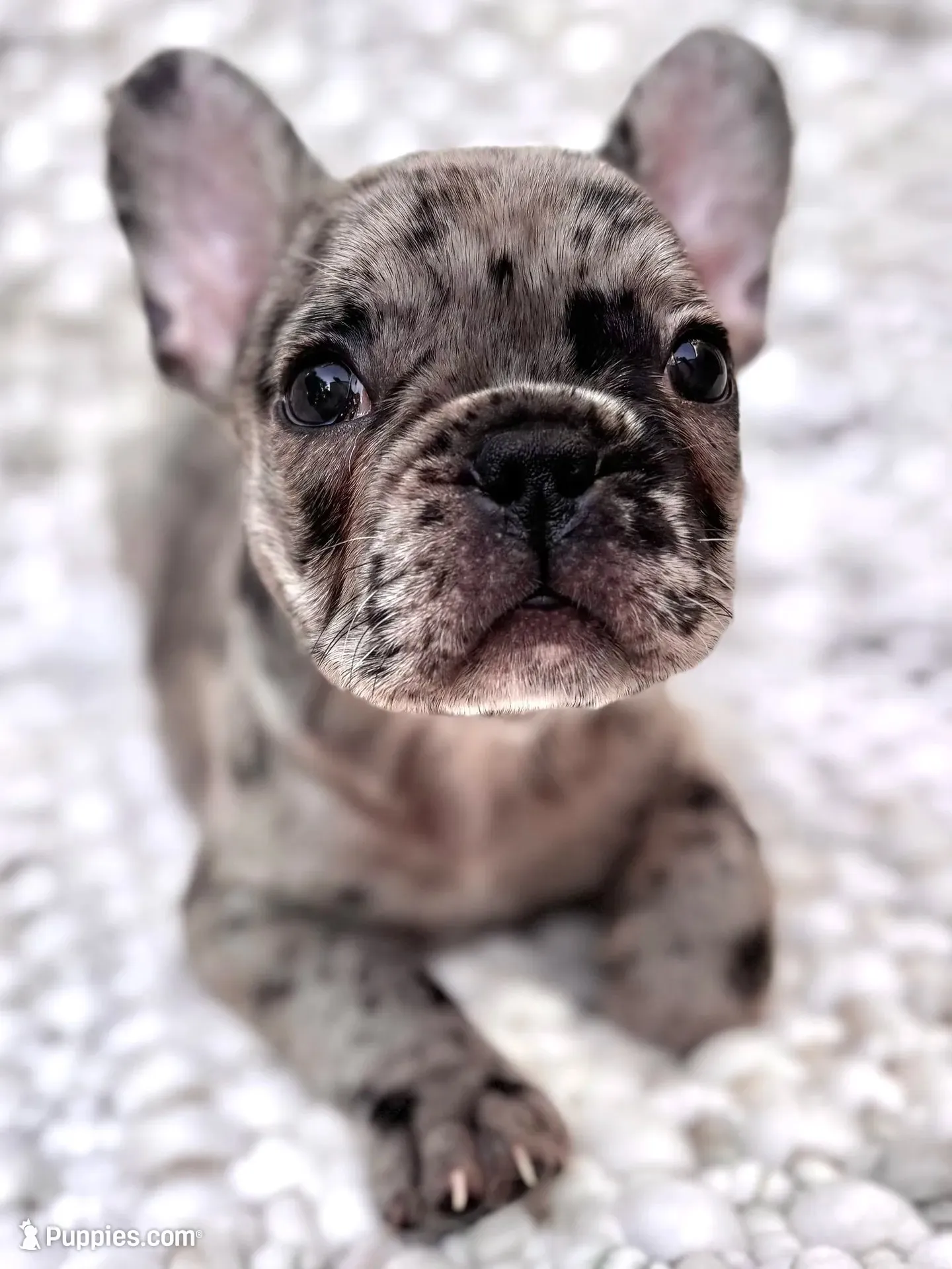 Zephyrine, a female French Bulldog for sale in Atlanta, GA – 3 of 7