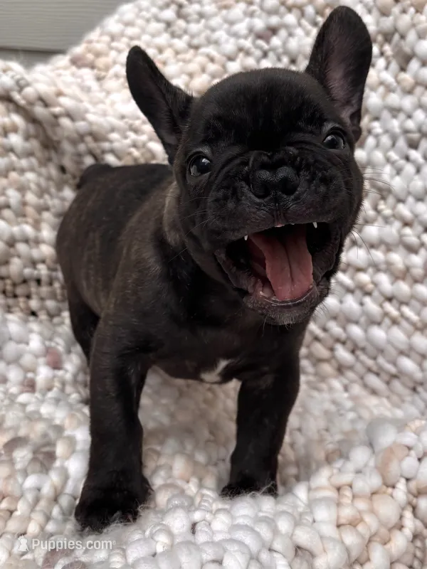 Biggie Smalls – French Bulldog puppy for sale in Atlanta, GA