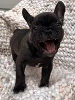 Biggie Smalls, a male French Bulldog for sale in Atlanta, GA – 1 of 4