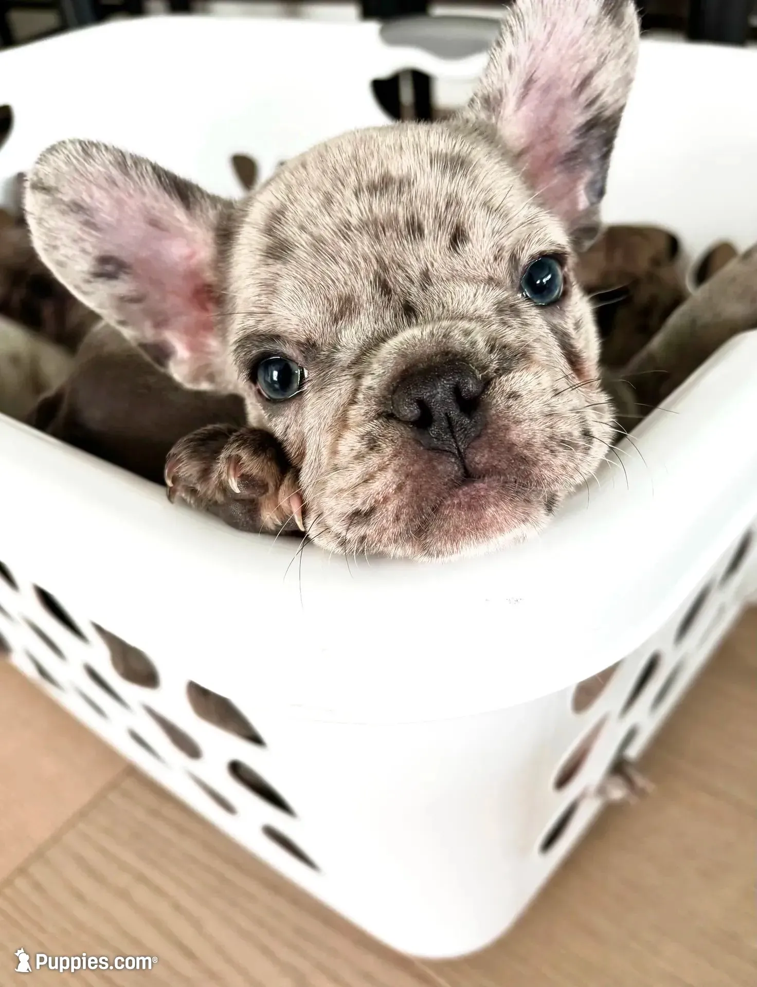 Bentley, a male French Bulldog for sale in Atlanta, GA – 3 of 4