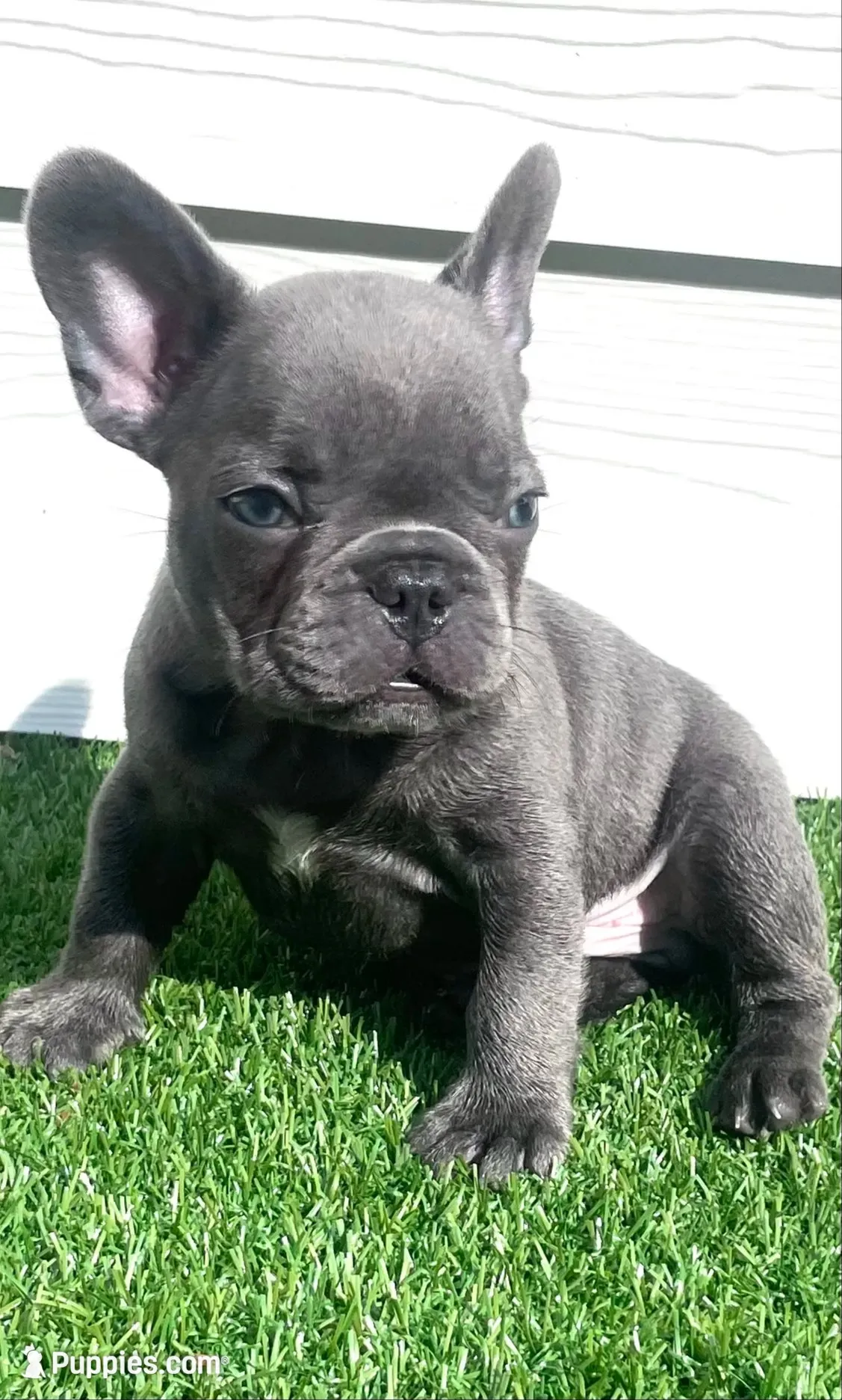 Beckham, a male French Bulldog for sale in Atlanta, GA – 3 of 5