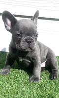 Beckham, a male French Bulldog for sale in Atlanta, GA – 2 of 5