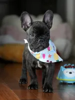 Biggie - Lovable Brindle, a male French Bulldog for sale in Atlanta, GA – 5 of 5