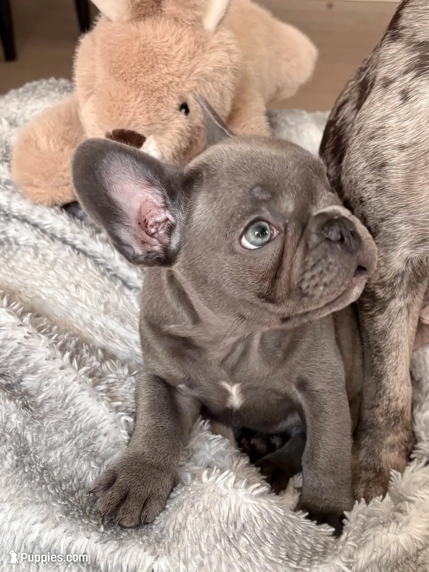 Beckham, a male French Bulldog for sale in Atlanta, GA – 1 of 5
