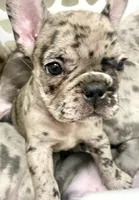 Zephyrine, a female French Bulldog for sale in Atlanta, GA – 6 of 7