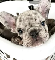 Bentley - SOLD!, a male French Bulldog for sale in Atlanta, GA – 3 of 4