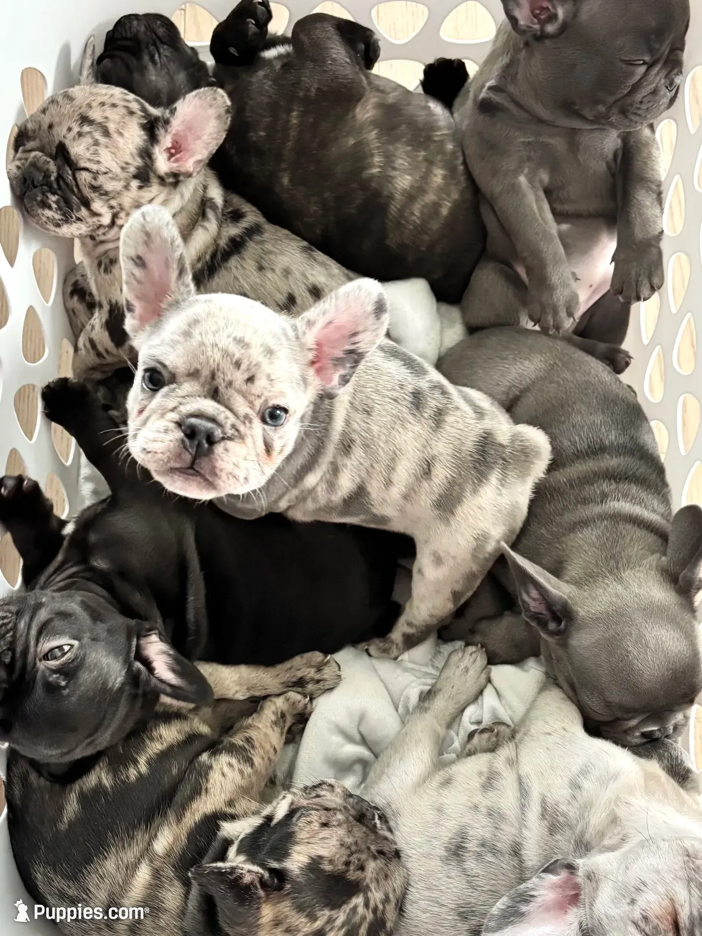 Bentley, a male French Bulldog for sale in Atlanta, GA – 4 of 4