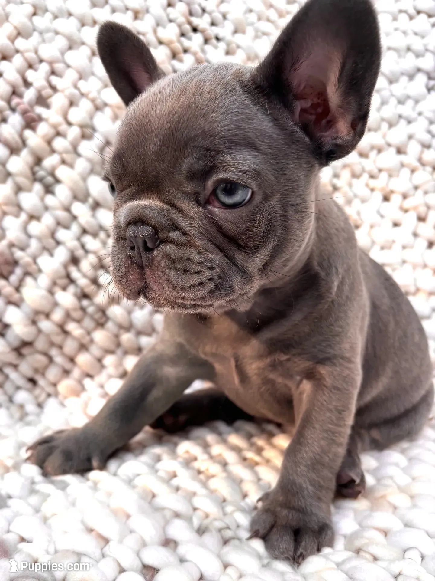 Victoria , a female French Bulldog for sale in Atlanta, GA – 2 of 6