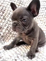 Victoria , a female French Bulldog for sale in Atlanta, GA – 4 of 5