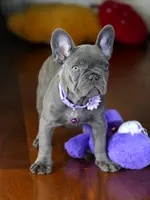 Sylvia - Blue/Lilac , a female French Bulldog for sale in Atlanta, GA – 2 of 7