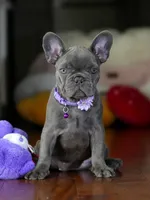 Sylvia - Blue/Lilac , a female French Bulldog for sale in Atlanta, GA – 4 of 7