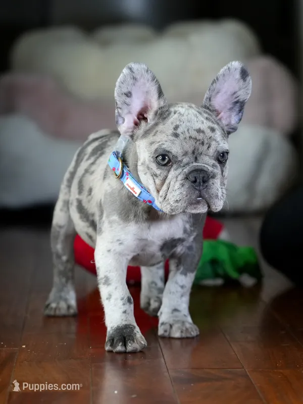 Bentley - SOLD! – French Bulldog puppy for sale in Atlanta, GA