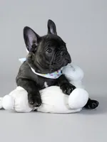 Biggie - Lovable Brindle, a male French Bulldog for sale in Atlanta, GA – 2 of 5