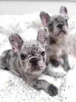Bentley - SOLD!, a male French Bulldog for sale in Atlanta, GA – 2 of 4