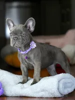 Sylvia - Blue/Lilac , a female French Bulldog for sale in Atlanta, GA – 3 of 7