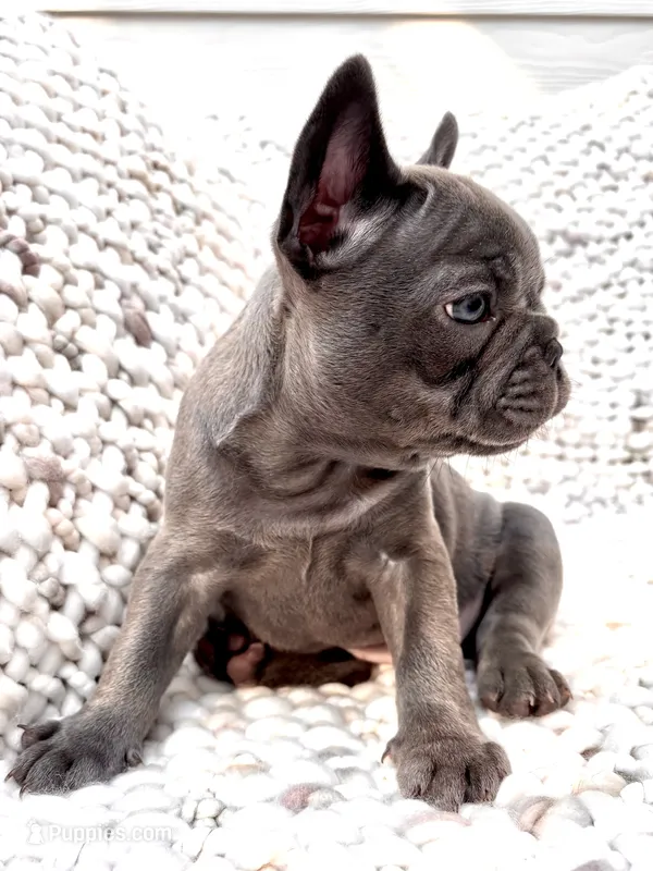 Victoria  – French Bulldog puppy for sale in Atlanta, GA