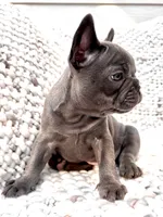 Victoria , a female French Bulldog for sale in Atlanta, GA – 1 of 5
