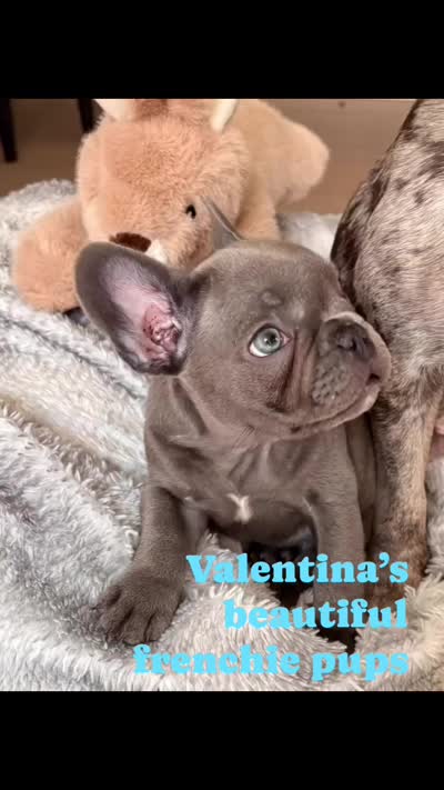 Oliver, a male French Bulldog for sale in Atlanta, GA – 5 of 5