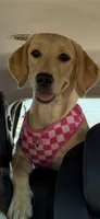 Maggie, a female Labrador Retriever for sale in Foley, AL – 1 of 1
